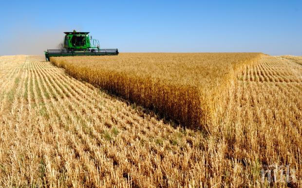 Над 271 000 дка са засети с пшеница в Търговище 