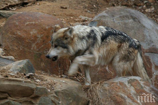 Природозащитници въстанаха срещу ловци и стопани заради вълците