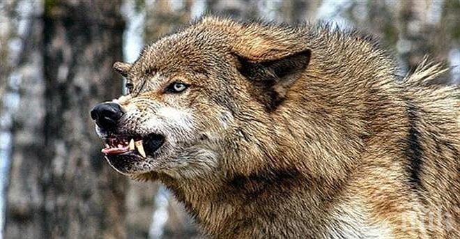 Вълците в Странджа са повече от хората