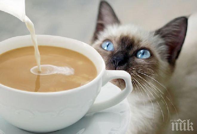 Кафето е най-сладко в синя чаша, а най-горчиво - в бяла