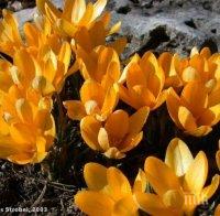 Мошеници предлагат луковици от шафранов минзухар за 800 евро
