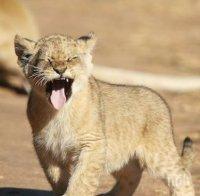 Едно женско и две мъжки лъвчета се родиха в зоологическата градина във Варна
