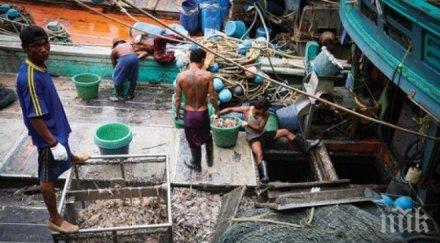 великобритания живеят около 000 роби