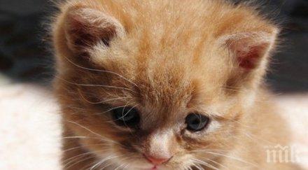 150 прекрасни котки радваха посетителите музея земята хората