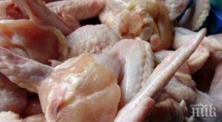 нов случай птичи грип холандия