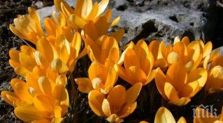 мошеници предлагат луковици шафранов минзухар 800 евро