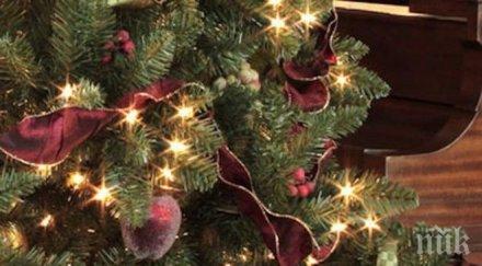 oгромна елха грейна рио жанейро