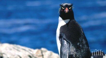 нов вид гигантски пингвин открит нова зеландия