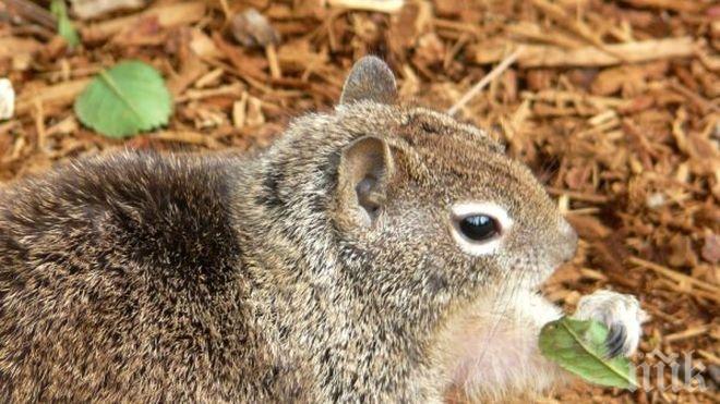Евакуираха училище заради агресивна катерица