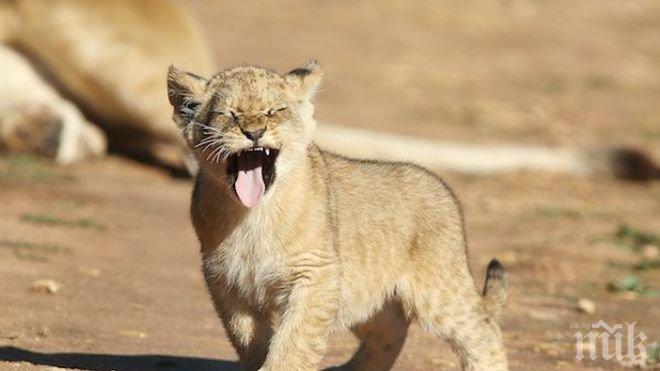 Едно женско и две мъжки лъвчета се родиха в зоологическата градина във Варна