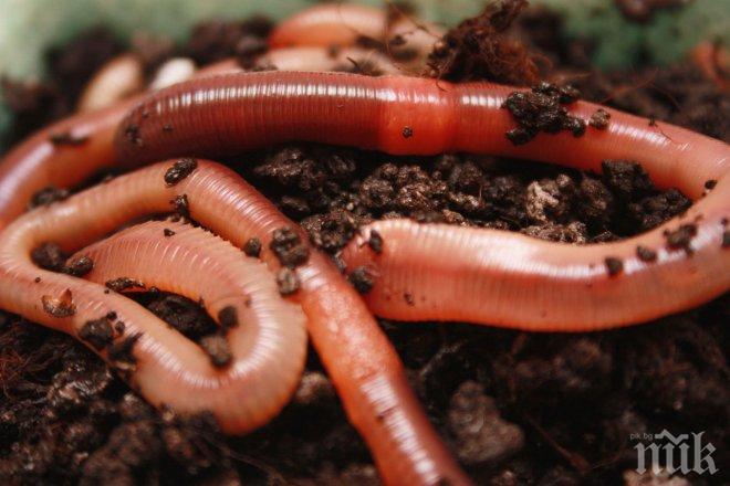 Отказаха европари на ферми за червеи заради шмекерлъци