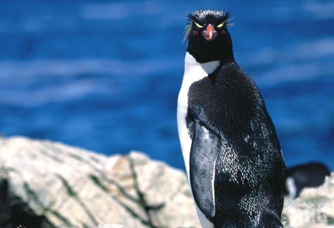 Нов вид гигантски пингвин е открит в Нова Зеландия