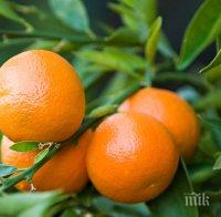 Хапвайте мандарини за здраво сърце и силен имунитет