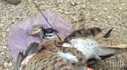 талибаните използваха птица атентатор