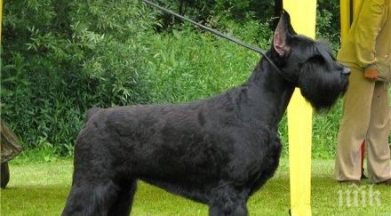 община варна кастрира безплатно домашни кучета