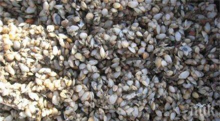 четирима гърци осъдени улов бяла мида бургас