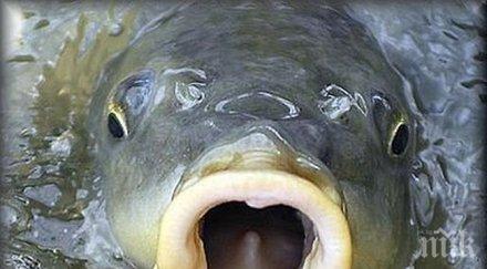 румъния празнуват никулден наши шарани