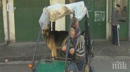 кат спира движение бъгито годишната баба яна