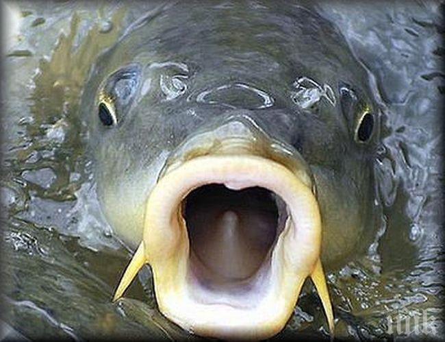 В Румъния ще празнуват Никулден с наши шарани