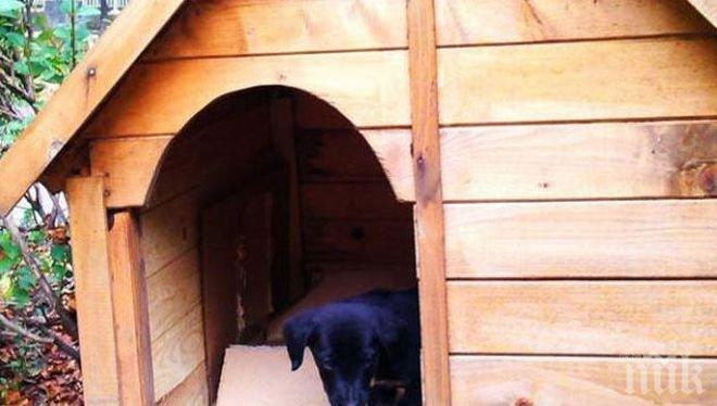 Шок! Откраднаха кученцето на парламента, талисманът на депутатите отвлечен през нощта, после го върнаха