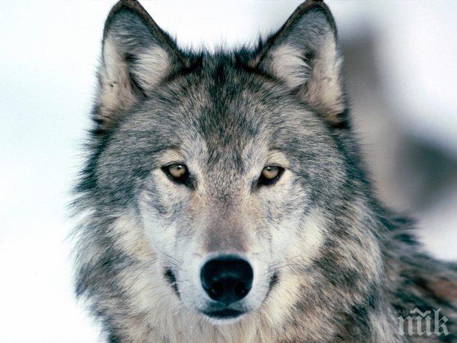 Хванаха вълка, нападал животни в село Мечкул