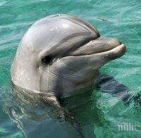 Бойни делфини ще защитават бреговете на Крим