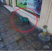 Гавра! Боядисана в зелено котка, броди из Варна (снимки)