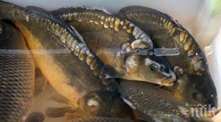 конфискуваха риба търговец пловдив