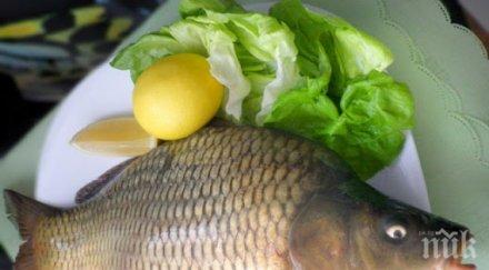 570 килограма риба раздават асеновград никулден