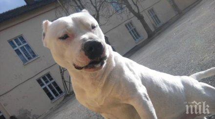 издирват хлапаци откраднали питбул двор