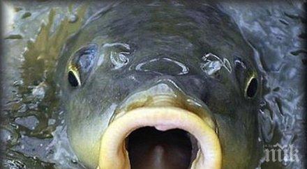 монаси усилено чистят пъстърва никулден