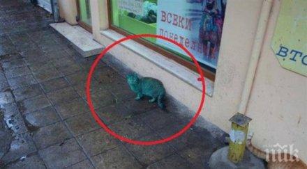 гавра боядисана зелено котка броди варна снимки