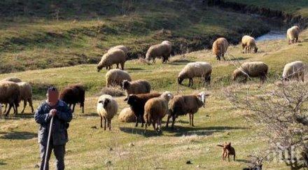 македонска телевизия търси жена млад овчар видео