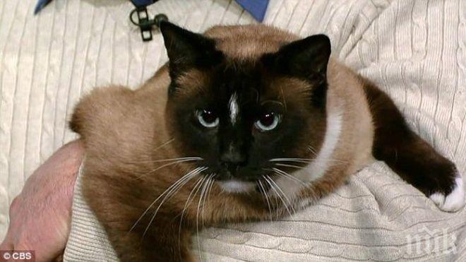 Котка оцеля месец без храна и вода в кашон