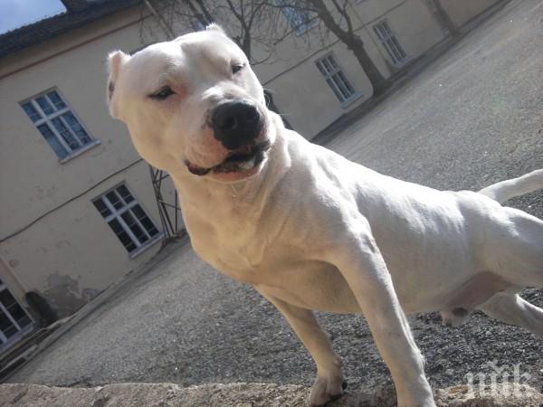 Издирват хлапаци, откраднали питбул от двор 