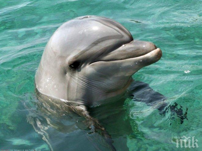 Бойни делфини ще защитават бреговете на Крим