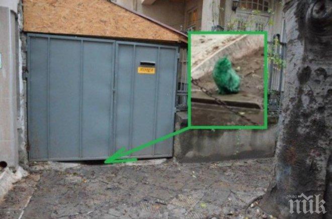 Истината излезе наяве! Ето как е позеленяла варненската котка (снимки+видео)