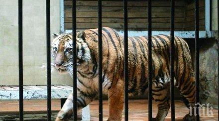 шок избяга тигър софийския зоопарк