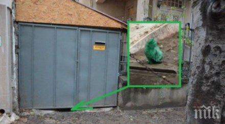 зелената котка варна стана световноизвестна видео