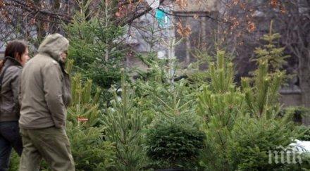 иззеха незаконни елхички проверка пазар варна