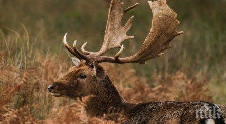 руската полиция използва елени борбата престъпността