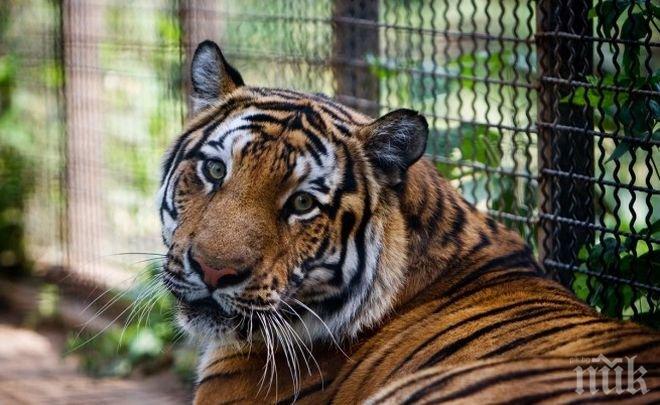 20 души треперили от острите зъби на избягалия тигър Мъри