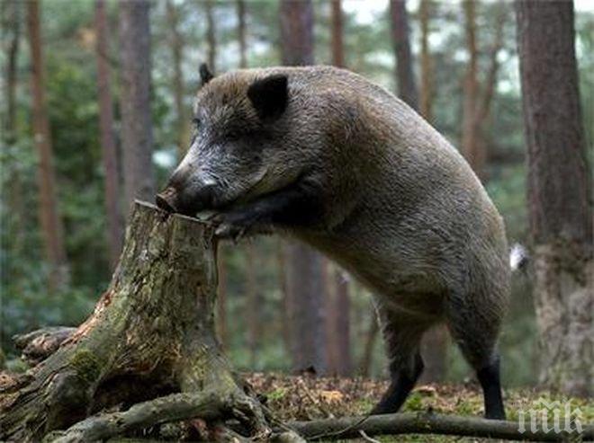 Шок! Диво прасе изплува на плажа в Бургас (снимка)