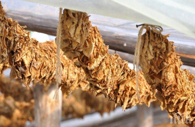 Тютюнопроизводители пред фалит, плашат с протест