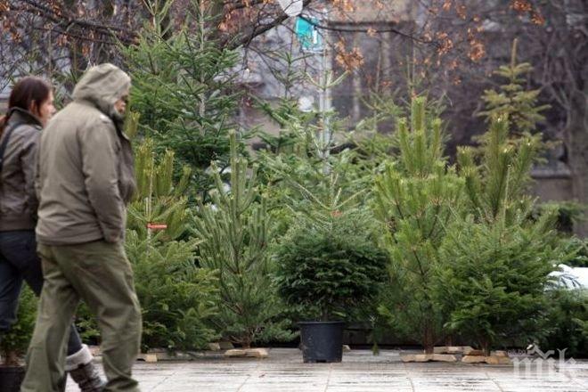 Земеделският министър: Купувайте живи елхички!