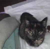 Извращение! Деца изнасилиха коте в Бургас