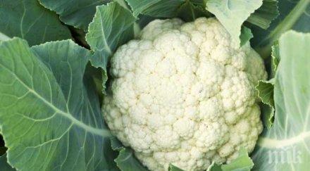 kръстоцветните зеленчуци борят рака