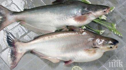 бабх бракува 120 риба никулден