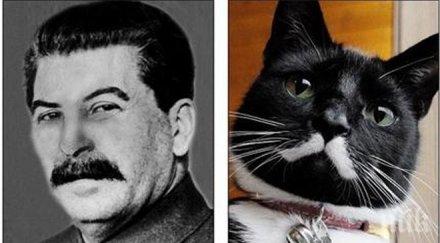 уникално котка предизвика фурор интернет приличала сталин