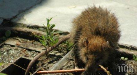 напаст огромни плъхове превзеха центъра софия хапят хора разнасят инфекции